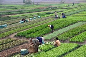 Agriculture_in_Vietnam_with_farmers-300x199