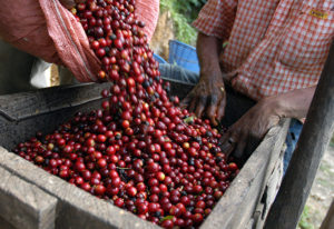 guatemala-coffee-producers-raw-beans-1-300x206