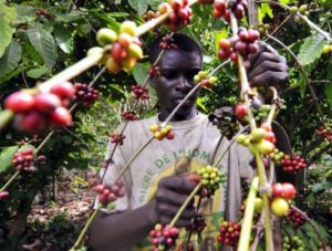 Coffee Farms