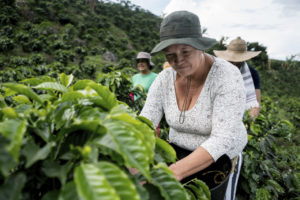 Colombian women working and collecting coffee beams at a farm - harvesting concepts