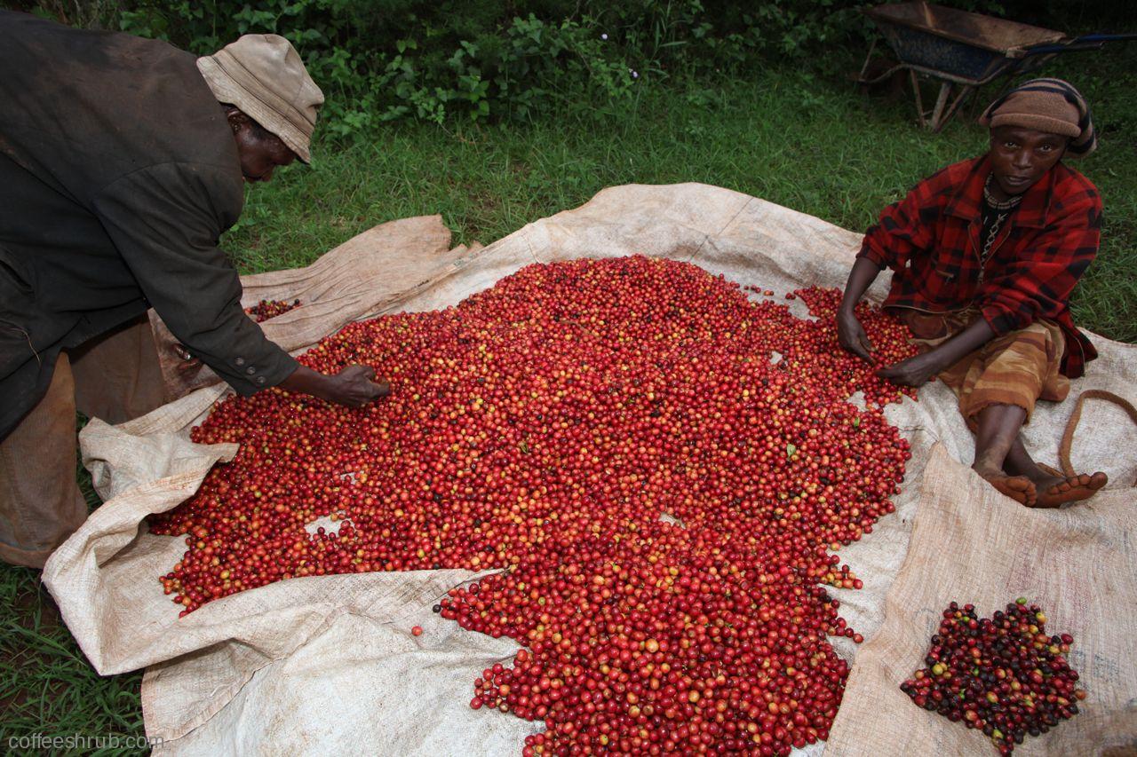 Kenyan County to Start Coffee Brand Coffee Business Intelligence