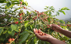 coffee-growing