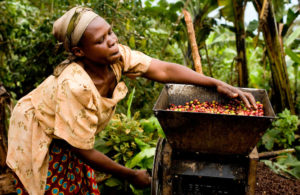 Fair-trade-coffee-Uganda-34-300x195