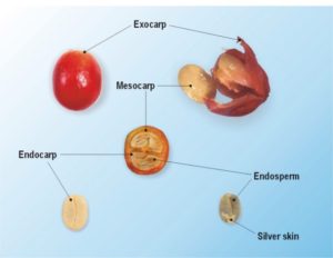 How to select a good Cascara