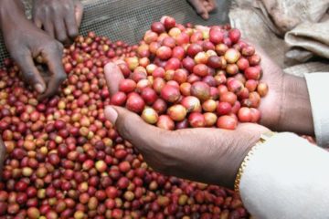 indian-coffee-beans-360x240