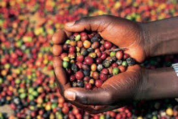 African production