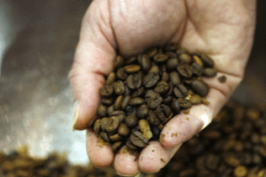 intergastra coffee beans into the hand 