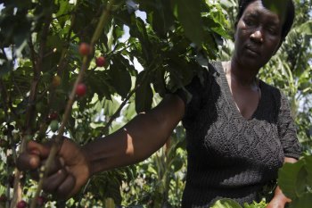 Uganda: The Government Promotes The Coffee Production