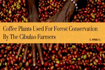 Coffee Plants Used For Forest Conservation By The Cibulao Farmers