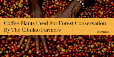 Coffee Plants Used For Forest Conservation By The Cibulao Farmers 