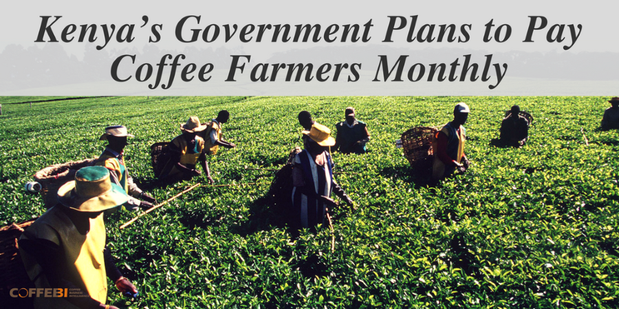 Kenya’s Government Plans to Pay Coffee Farmers Monthly