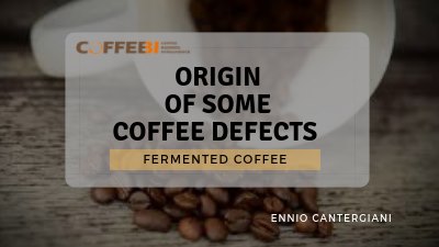 Fermented coffee
