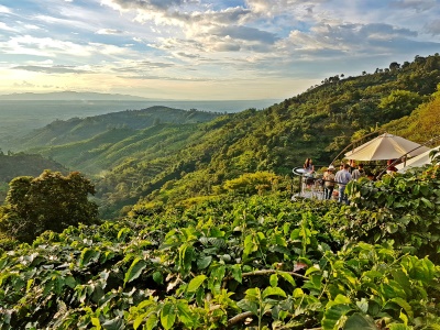 Colombian Coffee Region