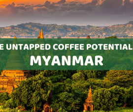 The untapped coffee potential in Myanmar