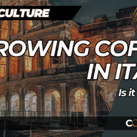 grow-coffee-italy