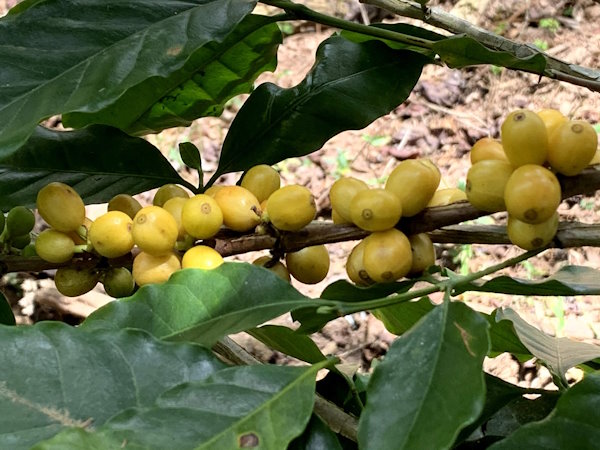 cascara tree