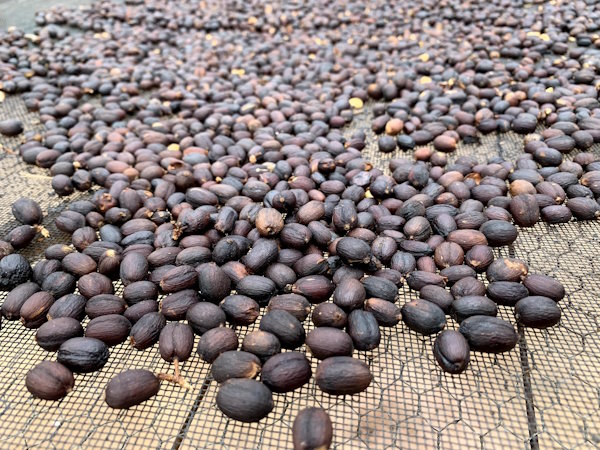 cascara image